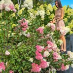 Hortenzia metlinatá (Hydrangea paniculata) ´SUNDAE FRAISE´® – výška 30-40 cm, kont. C3L